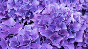 Please contact us if you want to publish a purple wallpaper on our site. Violet Flower 4k Wallpapers Wallpaper Cave
