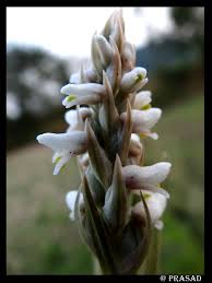 Image result for Zeuxine elongata