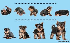 Puppy Development Growth Chart A Complete Guide For 2019