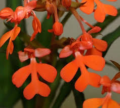 Image result for Habenaria cirrhata