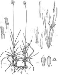 Image result for Brachythrix