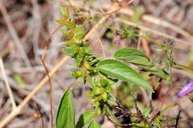 Image result for Acalypha nyasica