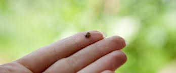 Mais d'autres combinaisons d'huiles essentielles dédiées à la borréliose voient le jour. Maladie De Lyme Sur Diagnostic Et Traitements Inutiles Ladepeche Fr