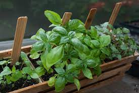 Despite the fact that keeping herbs indoors is popular, they can be challenging to maintain. How To Grow Herbs Indoors P Allen Smith