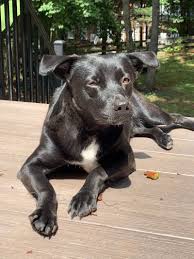 Maybe you would like to learn more about one of these? Pets For Adoption At Spca Of The Triad Inc In Greensboro Nc Petfinder