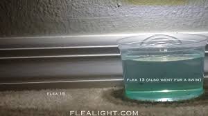 Flea Light 24 Hour Flea Trapping Marathon Youtube