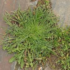 Image result for Coronopus