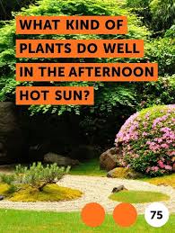 Learn What Kind Of Plants Do Well In The Afternoon Hot Sun How To Guides Tips And Tricks Growing An Avocado Tree Plants Full Sun Plants