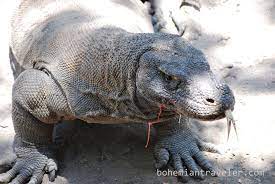 What You Need To Know About The Komodo Dragon Eskiz