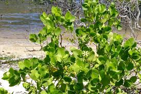 Image result for Sonneratia alba