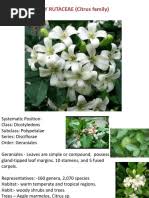 Image result for Conostomium gazense