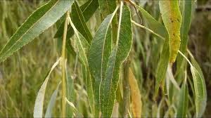 Image result for Salix babylonica