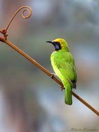 Golden Fronted Leafbird Pet Birds Beautiful Birds Bird Species