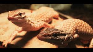 How To Setup A Baby Ackie Monitor Tank Varanus Acanthurus Youtube A lot of people don't use uvb lights, as they are not as important as heating. how to setup a baby ackie monitor tank varanus acanthurus