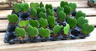 Guide Hoya Kerrii Leaf And Paw