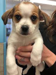 Maybe you would like to learn more about one of these? The Pandemic Pet Yukon Shelters See Rising Adoption Rates Cbc News