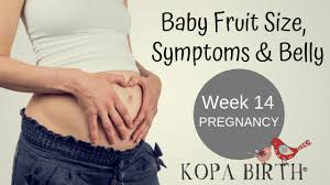 Check spelling or type a new query. Week 14 Pregnancy Baby Fruit Size Symptoms Belly Kopa Birth