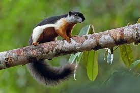 Squirrel Lovers Prevost S Squirrel Or Asian Tri Colored Squirrel Is Found In Forest In The Thai Malay Peninsula Sumatra Bo Animals Cute Animals Cute Squirrel