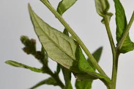 Image result for Gutenbergia rueppellii