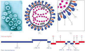 This variant was first detected in the united states at the end of january 2021. Betacoronavirus Wikipedia