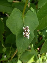 Image result for Fagopyrum esculentum