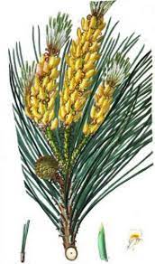 Home » pine italian stone. Stone Pine Properties Botanical Online