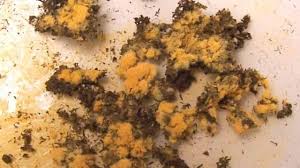 It's 5 hours worth of growth. Orange Mold Facts Its Danger And How To Get Rid Of It