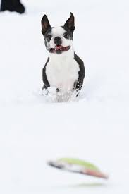 Boston terrier puppies for sale in oregon (or), usa. 48 Best Miley And Howie Boston Terrier Puppies Ideas Boston Terrier Dog Boston Terrier Terrier