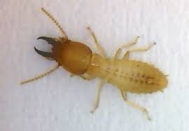 Australian Termite Identification Guide Pest Ex
