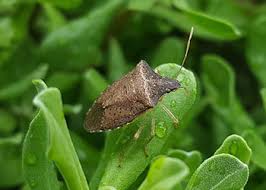 Maybe you would like to learn more about one of these? Stink Bug Exterminator And Pest Control Rockford Il