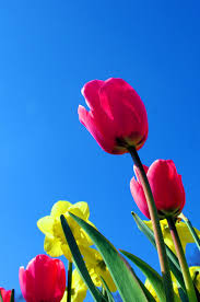 Spring flowers in asheville nc. Biltmore Blooms Festival Of Flowers Guide Flower Guide Spring Flowers Biltmore House