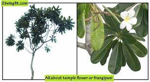 Scientific Names Common Names Plumeria Acuminata Air Kachuchi C Bis Plumeria Alba Blanco Kalachuche Tag Bik Trees To Plant Frangipani Medicinal Plants