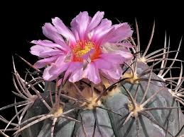 Hawk cove is a city in hunt county, texas, united states. On Line Guide To The Positive Identification Of Members Of The Cactus Family