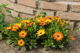 Image result for Osteospermum nyikense