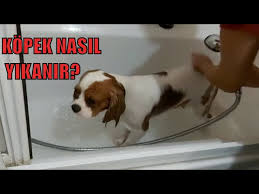 Kopekler Nasil Yikanir Kopek Yikama Youtube