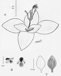 Image result for Craterostigma