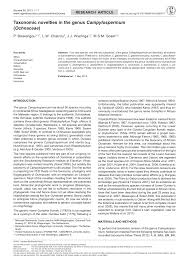 Image result for Campylospermum densiflorum