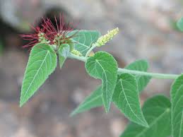 Image result for Acalypha sonderiana