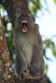 Beringat sebelum kena, berjimat sebelum habis c. Kera Kena Belacan Yusri Yahya Flickr