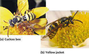 Batesian mimicry is thus in a sense parasitic on the model's defences, whereas müllerian is to mutual benefit. Insect Mimicry Conservation With Dr Francis Gilbert 8 10 2012 Urn