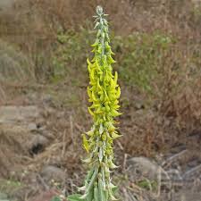 Image result for Crotalaria orthoclada