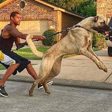 Pin By Mohammad On Hunderassen Kangal Dog Massive Dogs Huge Dogs