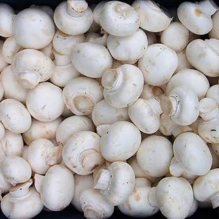 Jamur Kancing