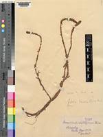 Image result for Rotala tenella