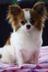 chihuahua chien papillon chiots chihuahuas epagneul nain continental papillon