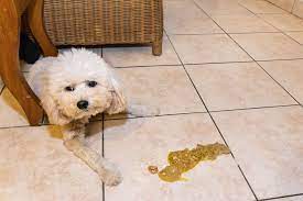 Check spelling or type a new query. How Much Chocolate Will Kill A Dog Chocolate Toxicity Calculator The Goody Pet