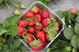 L'autorità europea per la sicurezza alimentare sull'autor ità europea per la sicurezza alimentare (efsa) si fonda il sistema di valutazione dei r ischi per la sicurezza degli Gli Agrofarmaci Cibiexpo
