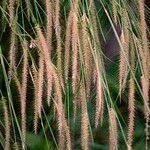 Image result for Setaria sphacelata
