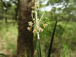 Image result for Aspidoglossum