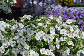 Image result for Sutera debilis